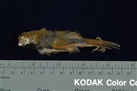 藏品(黃羽鸚嘴)的圖片